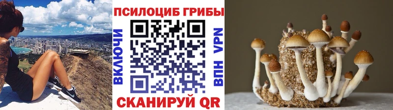 это телеграм  Сегежа  Галлюциногенные грибы Cubensis  купить закладку 